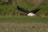 Image. Black Stork