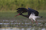 Image. Black Stork