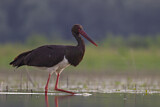 Image. Black Stork