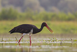 Image. Black Stork
