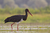Image. Black Stork