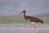 Image. Black Stork