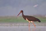Image. Black Stork