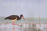 Image. Black Stork