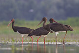 Image. Black Stork