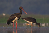 Image. Black Stork