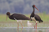 Image. Black Stork
