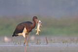 Image. Black Stork