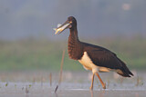 Image. Black Stork