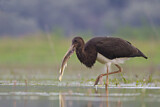 Image. Black Stork