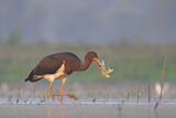 Image. Black Stork