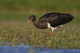 Image. Black Stork