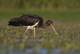 Image. Black Stork
