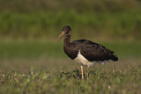 Image. Black Stork