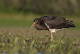 Image. Black Stork