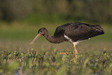 Image. Black Stork