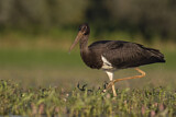 Image. Black Stork
