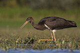 Image. Black Stork
