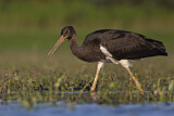 Image. Black Stork