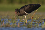 Image. Black Stork