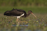Image. Black Stork