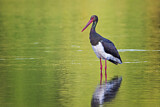 Image. Black Stork