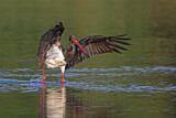 Image. Black Stork