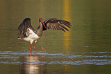 Image. Black Stork
