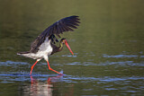 Image. Black Stork