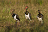 Image. Black Stork