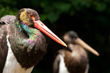 Image. Black Stork