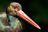 Image. Black Stork