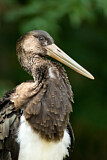 Image. Black Stork