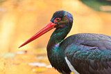 Image. Black Stork