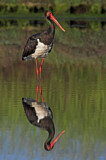 Image. Black Stork