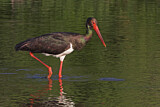 Image. Black Stork
