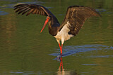 Image. Black Stork