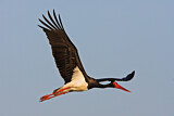 Image. Black Stork