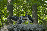 Image. Black Stork