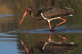 Image. Black Stork