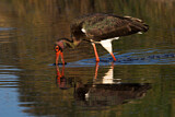 Image. Black Stork