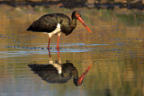 Image. Black Stork