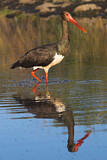 Image. Black Stork