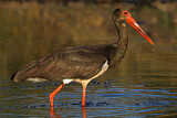 Image. Black Stork