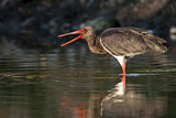 Image. Black Stork
