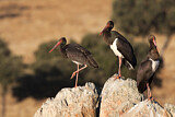 Image. Black Stork
