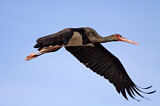 Image. Black Stork