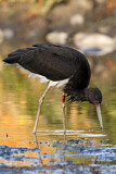 Image. Black Stork