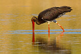Image. Black Stork