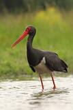 Image. Black Stork